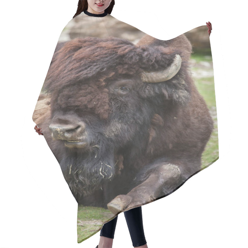 Personality  Wood Bison (Bison Bison Athabascae). Hair Cutting Cape