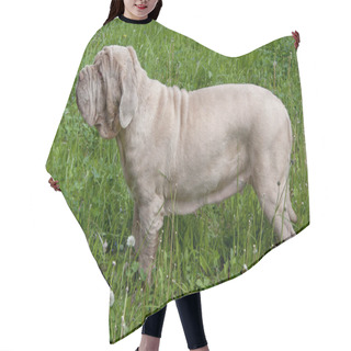 Personality  Neapolitan Mastiff Is Standing On A Spring Meadow. Pet Animals. Hair Cutting Cape