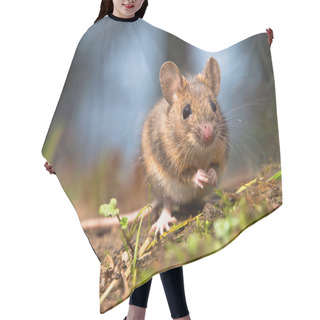 Personality  Wild Wood Mouse Hair Cutting Cape