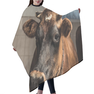 Personality  Brown Cow In Stall Hair Cutting Cape