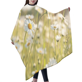 Personality  Daisies On A Spring Meadow At Dawn Hair Cutting Cape