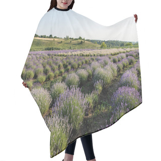 Personality  Rows Of Blooming Lavender Bushes In Summer Field Hair Cutting Cape