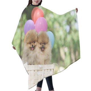 Personality  Happy Spitz Puppies In A Basket With Balloons Hair Cutting Cape