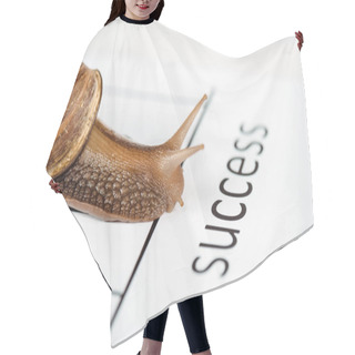 Personality  Close Up View Of Slimy Brown Snail On White Paper With Success Lettering Isolated On White Hair Cutting Cape