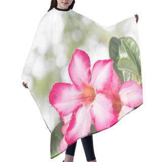 Personality  Desert Rose Hair Cutting Cape