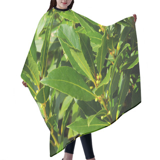 Personality  Laurel Hair Cutting Cape