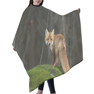 Personality  Red Fox On The Mossy Rock Hair Cutting Cape