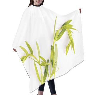 Personality  Hyssop Herb Leaf Hair Cutting Cape