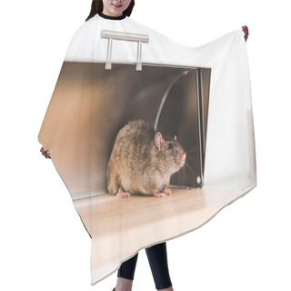 Personality  Little Mouse In Bread Box In Kitchen  Hair Cutting Cape