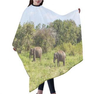 Personality  Elephants Hair Cutting Cape