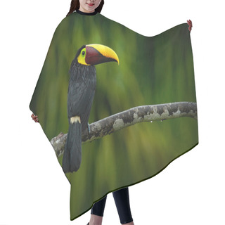 Personality  Chesnut-mandibled Toucan Sitting On The Branch Hair Cutting Cape