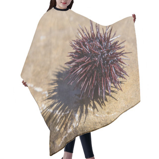 Personality  Urchin At The Coast Line. Hair Cutting Cape