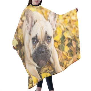 Personality  Portrait Of A French Bulldog Of Fawn Color Against The Background Of Autumn Leaves And Grass Hair Cutting Cape
