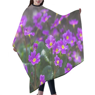 Personality  Primrose Blooming In The Botanical Garden Hair Cutting Cape