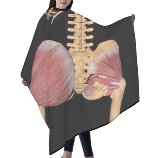 Personality  This 3d Illustration Shows The Deep Gluteal Muscles On Skeleton Hair Cutting Cape