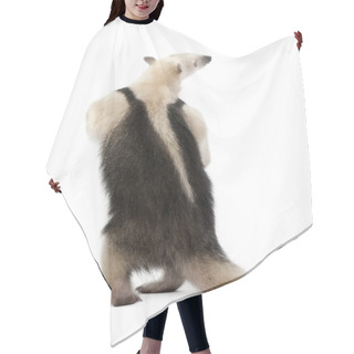 Personality  Rear View Of Collared Anteater, Tamandua Tetradactyla, Standing Hair Cutting Cape