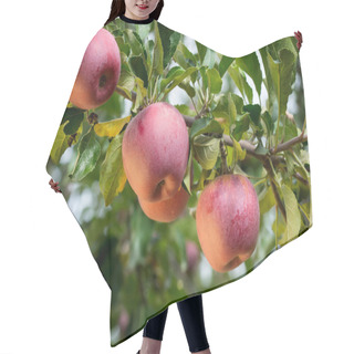 Personality  Ripe Apples At Orchard Hair Cutting Cape