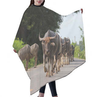 Personality  Thai Buffalo Walking On The Road. Hair Cutting Cape