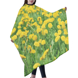 Personality  Close-up View Of Beautiful Bright Yellow Blooming Dandelions  Hair Cutting Cape