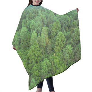Personality  View From The Bird's Eye View Of Green Deciduous Forest. Background Of Green Deciduous Forest From The Throne. Hair Cutting Cape