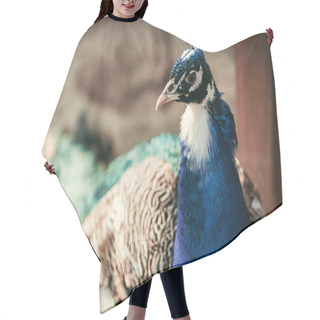 Personality  Close Up Image Of Peacock Standing On Blurred Background  Hair Cutting Cape