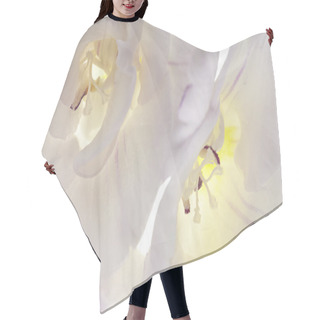Personality  Closeup Two Trumpet Flowers On White Background Hair Cutting Cape