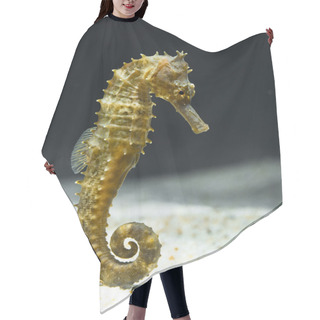 Personality  Seahorse (Hippocampus) Swimming On Black. Hair Cutting Cape