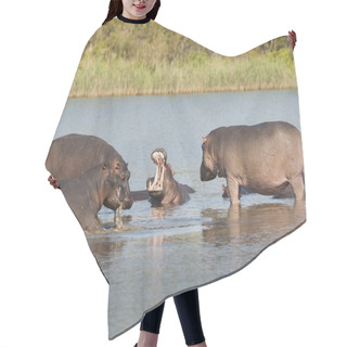 Personality  Hippos In Wild Nature, South Africa Hair Cutting Cape