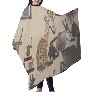 Personality  Big Game Hunting Trophies On The Wall Inside A House Hair Cutting Cape
