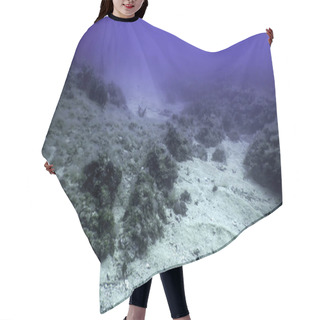 Personality  Sea Life Underwater, Underwater Life, Wildlife Hair Cutting Cape