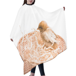 Personality  Cute Small Chick In Nest On White Background Hair Cutting Cape
