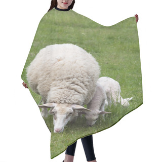 Personality  Sheep With Two Lambs Hair Cutting Cape