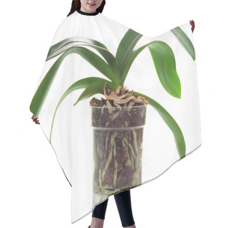 Personality  Orchid In A Pot Hair Cutting Cape
