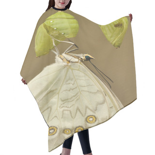 Personality  White Swallowtail Eclosion Hair Cutting Cape