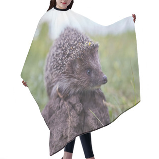 Personality  Hedgehog Scientific Name: Erinaceus Europaeus Close Up Of A Wild, Native, European Hedgehog, Facing Right In Natural Garden Habitat On Green Grass Lawn. Horizontal. Space For Copy. Hair Cutting Cape