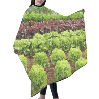 Personality  Rows Of Lettuce On A Field Hair Cutting Cape