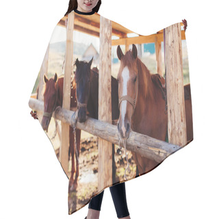 Personality  Beautiful Horses In Stall Hair Cutting Cape