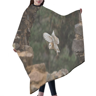 Personality  A Barn Owl Flying In Old Castle Ruins. Hair Cutting Cape