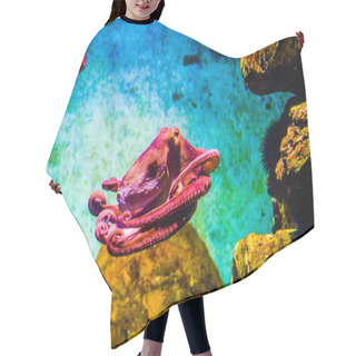 Personality  Octopus In A Sea Water Aquarium Squid In Blue Sea Water Hair Cutting Cape