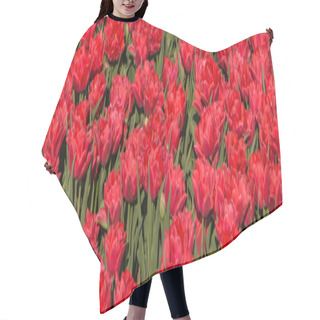 Personality  Panorama With Red Tulips Hair Cutting Cape