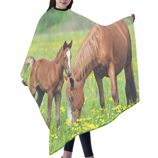 Personality  Horse On A Green Grass Hair Cutting Cape