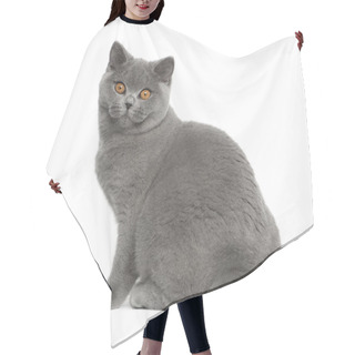 Personality  Portrait Of British Shorthair Cat, 5 Months Old, Sitting In Front Of White Background Hair Cutting Cape