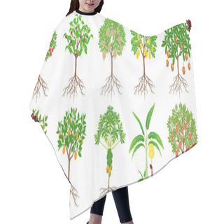 Personality  Set Of Exotic Trees With Fruits On A White Background. Hair Cutting Cape