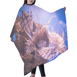 Personality  Close Up Image Of A Lion Fish In An Aquarium Hair Cutting Cape
