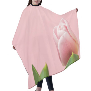 Personality  Spring Flower Tulip Isolated On Pink Background Hair Cutting Cape