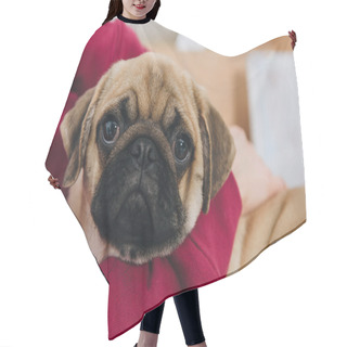 Personality  Close-up View Of Woman Playing With Cute Pug Dog Hair Cutting Cape