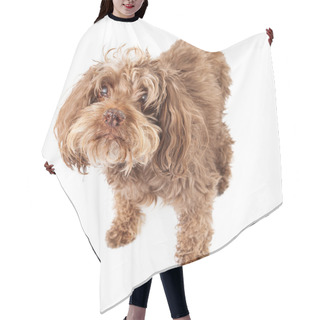 Personality  Elderly Blind Rescue Dog Hair Cutting Cape
