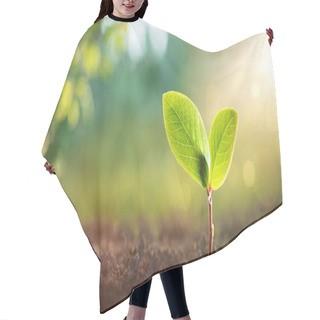 Personality  Young Plant In Sunlight Hair Cutting Cape