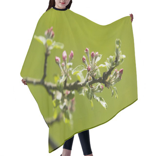 Personality  Young Apple Buds Hair Cutting Cape
