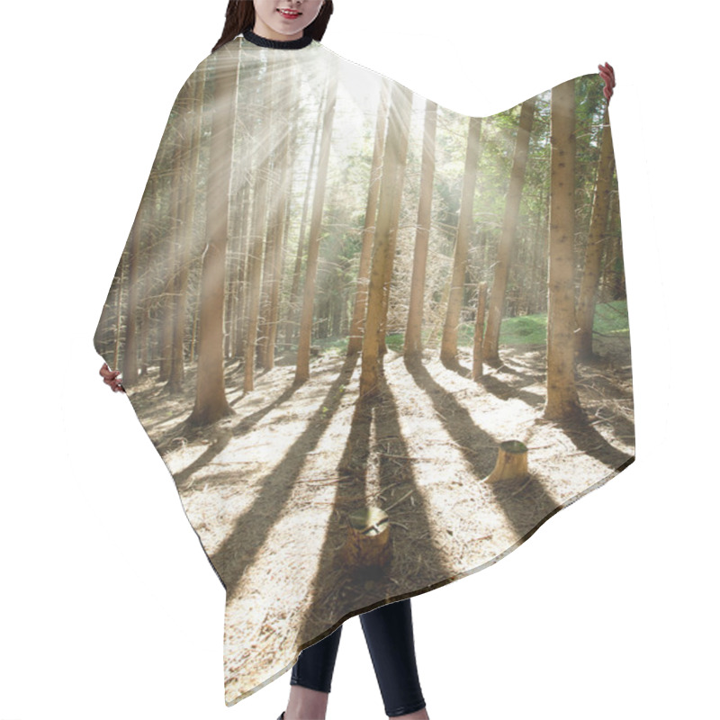Personality  Morning Pine Forest, Sun Shining Rays Through The Trees Hair Cutting Cape